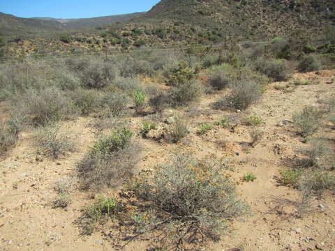 Image of Pteronia succulenta Thunb.