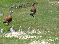 Image of Ashy-headed Goose