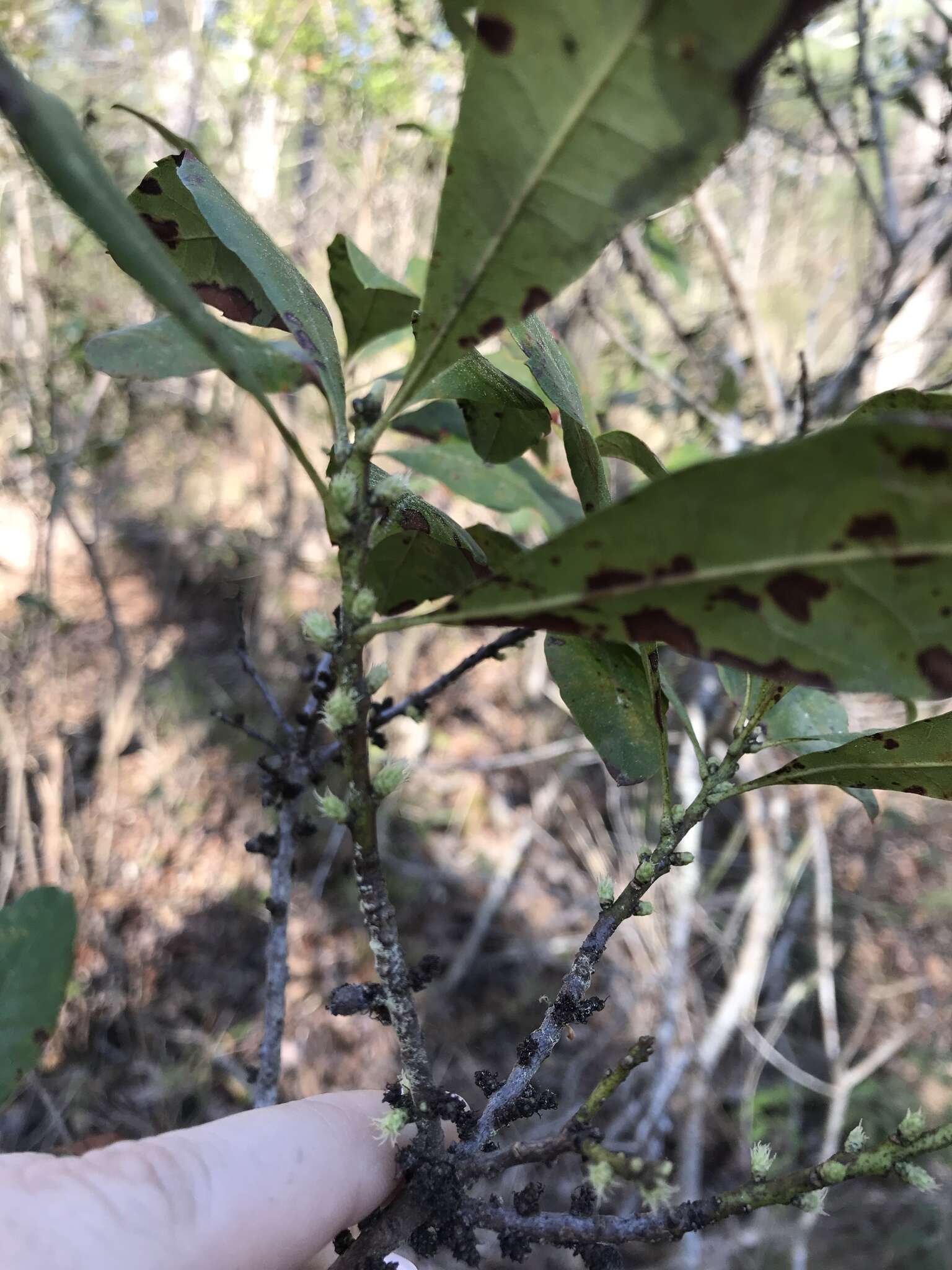 Image of Evergreen Bayberry