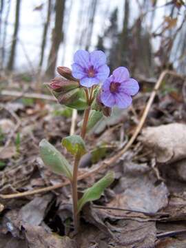 Image of Pulmonaria obscura Dumort.