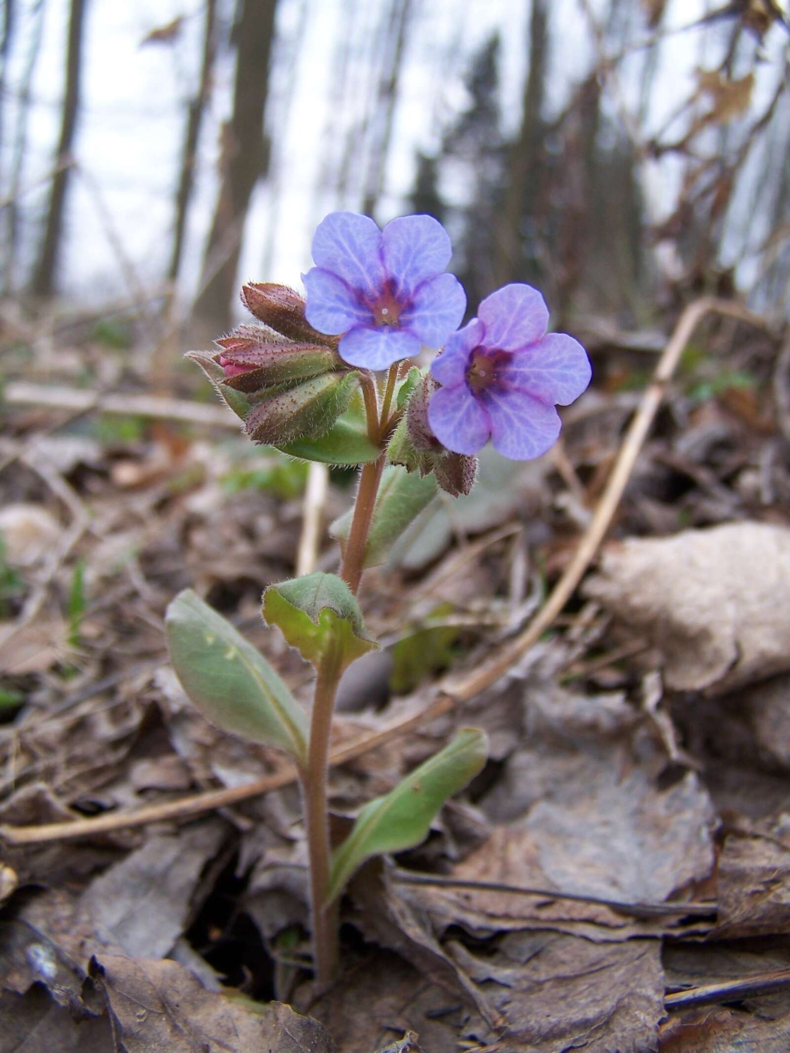 Image of Pulmonaria obscura Dumort.