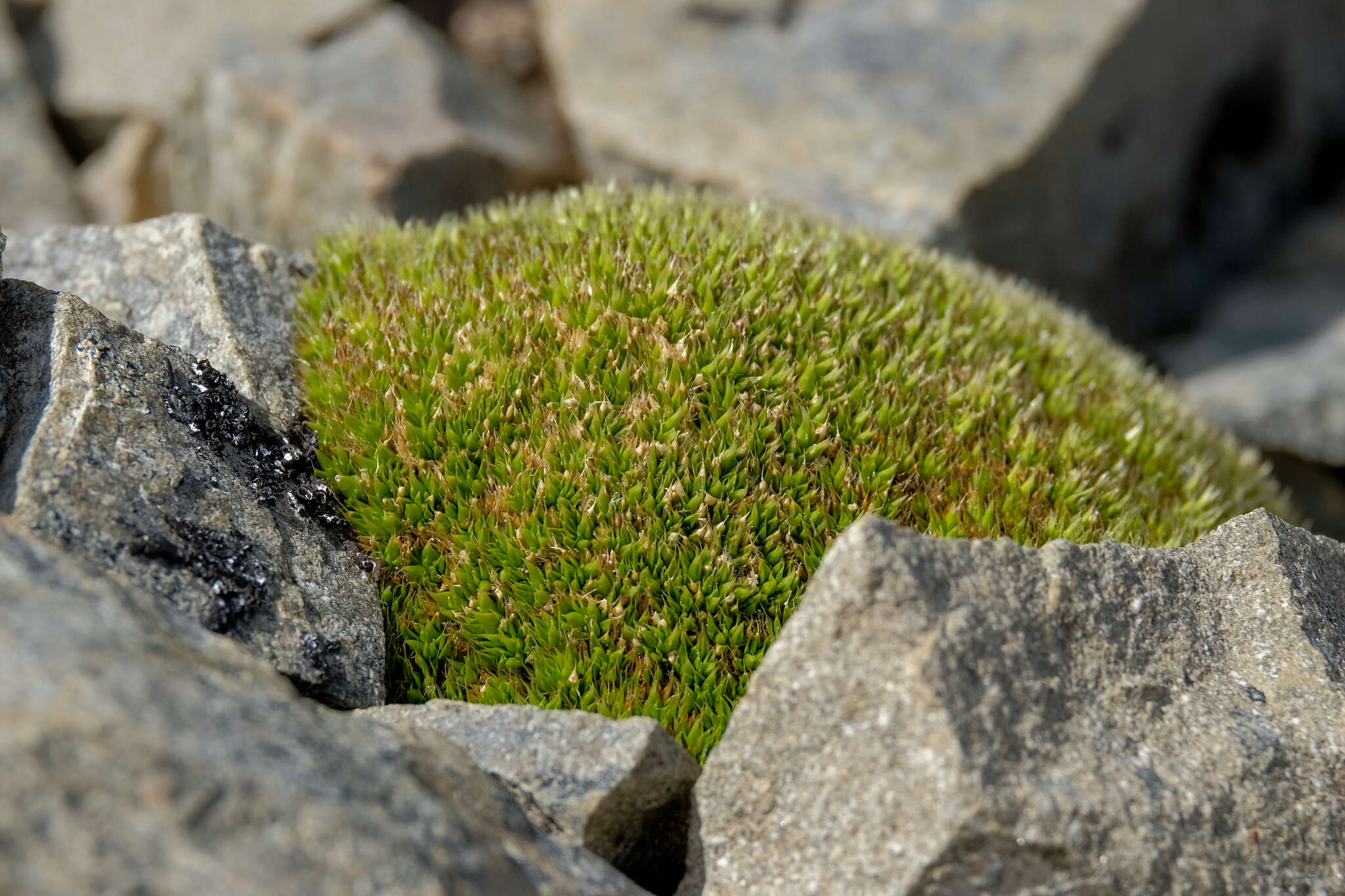 Image of Colobanthus buchananii T. Kirk