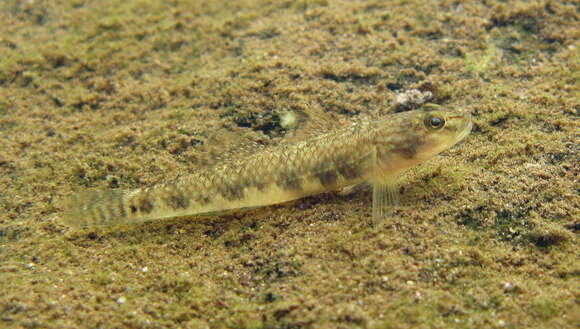 Image of Rhinogobius leavelli (Herre 1935)