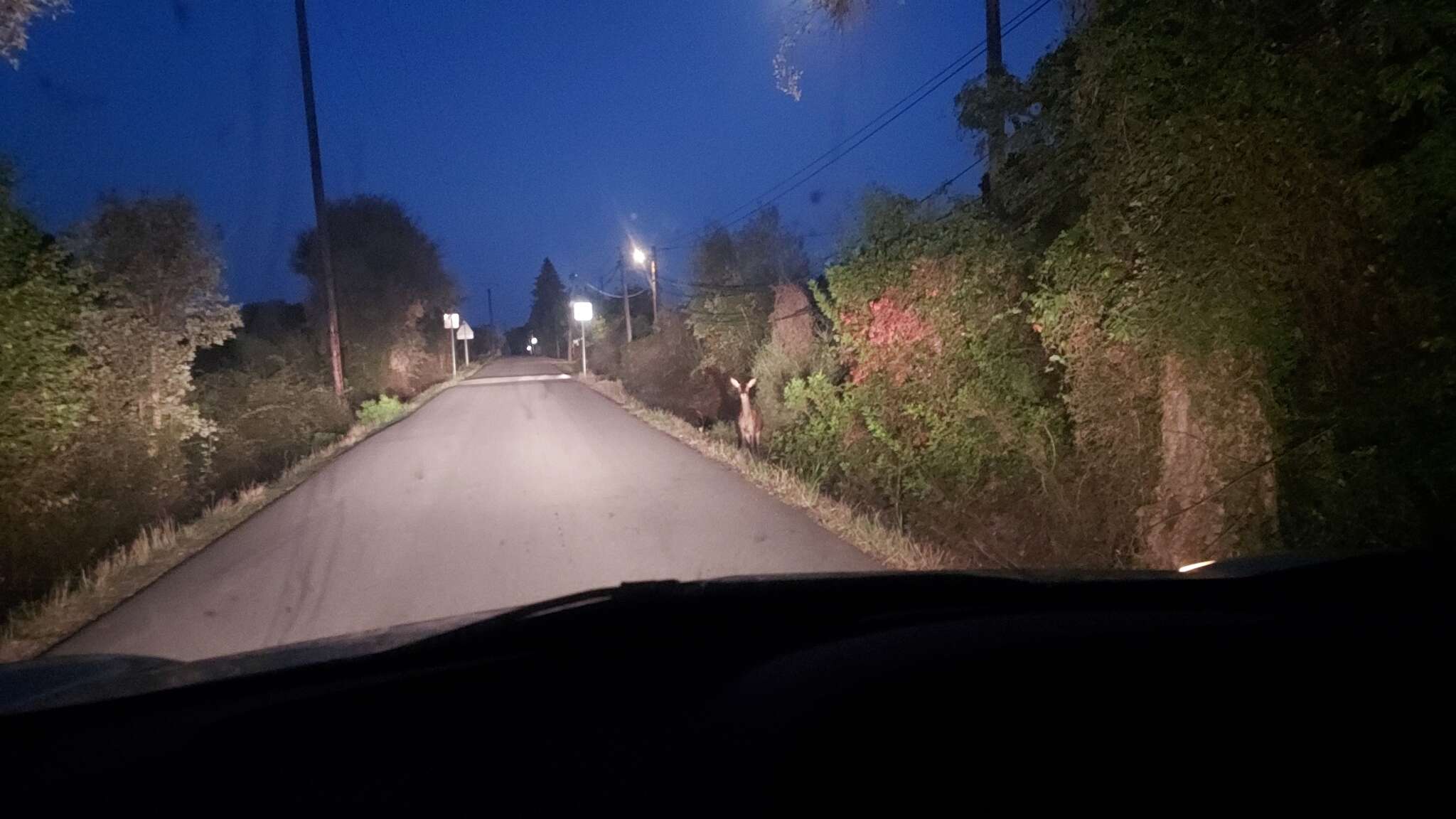 Image of Corsican red deer