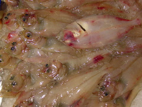 Image of Four-spot megrim