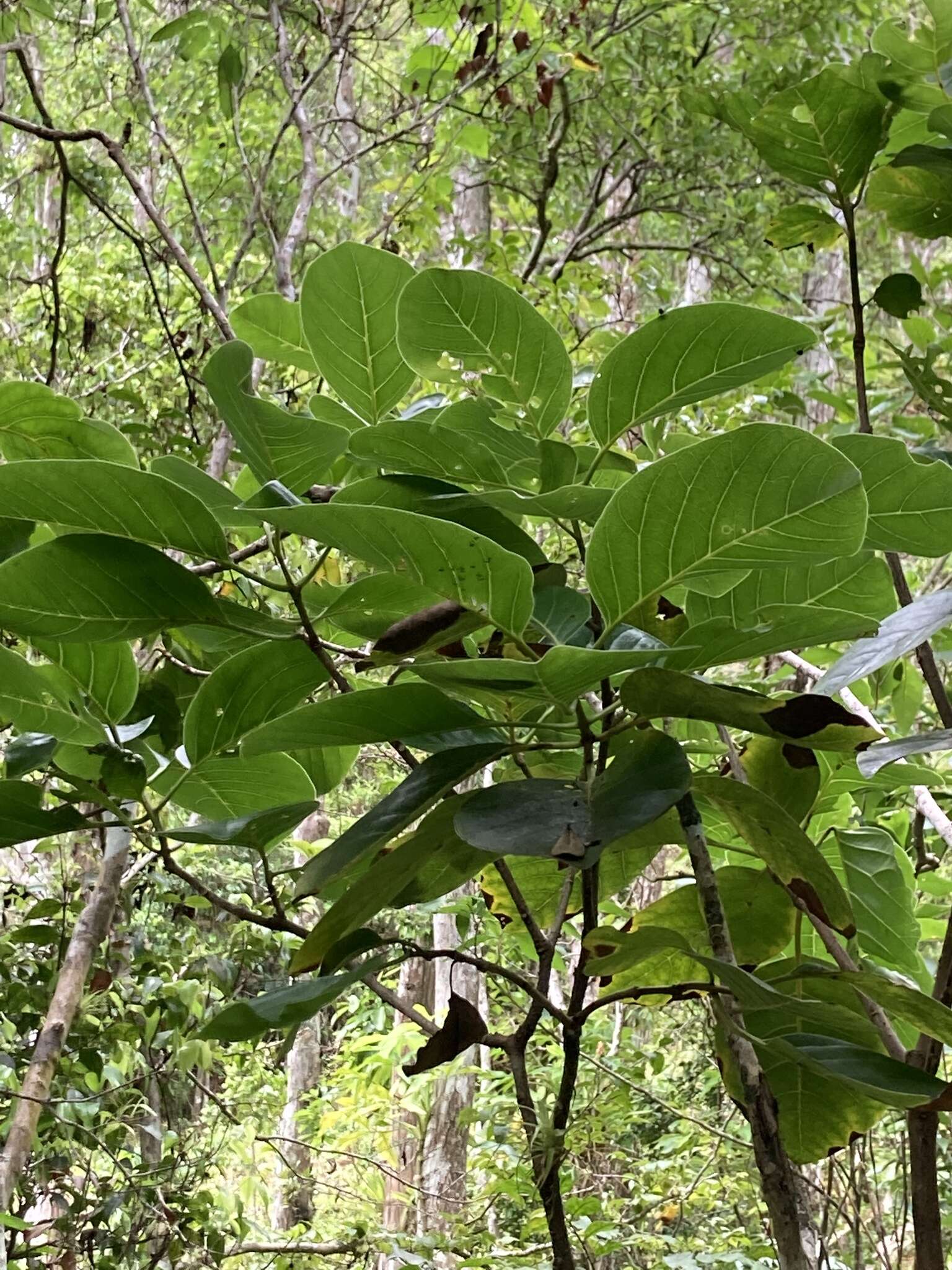 Image de Pisonia roqueae Trejo & Caraballo