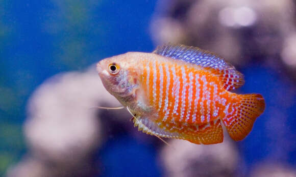 Image de Gourami nain