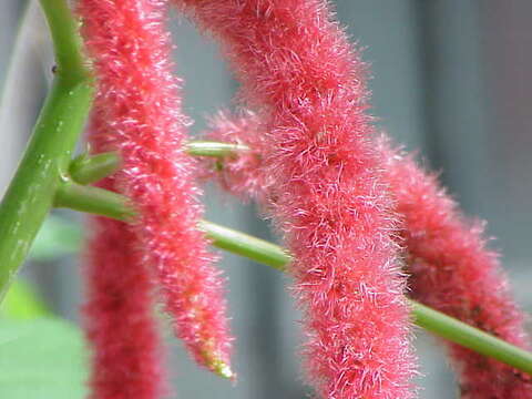 Imagem de Acalypha hispida Burm. fil.