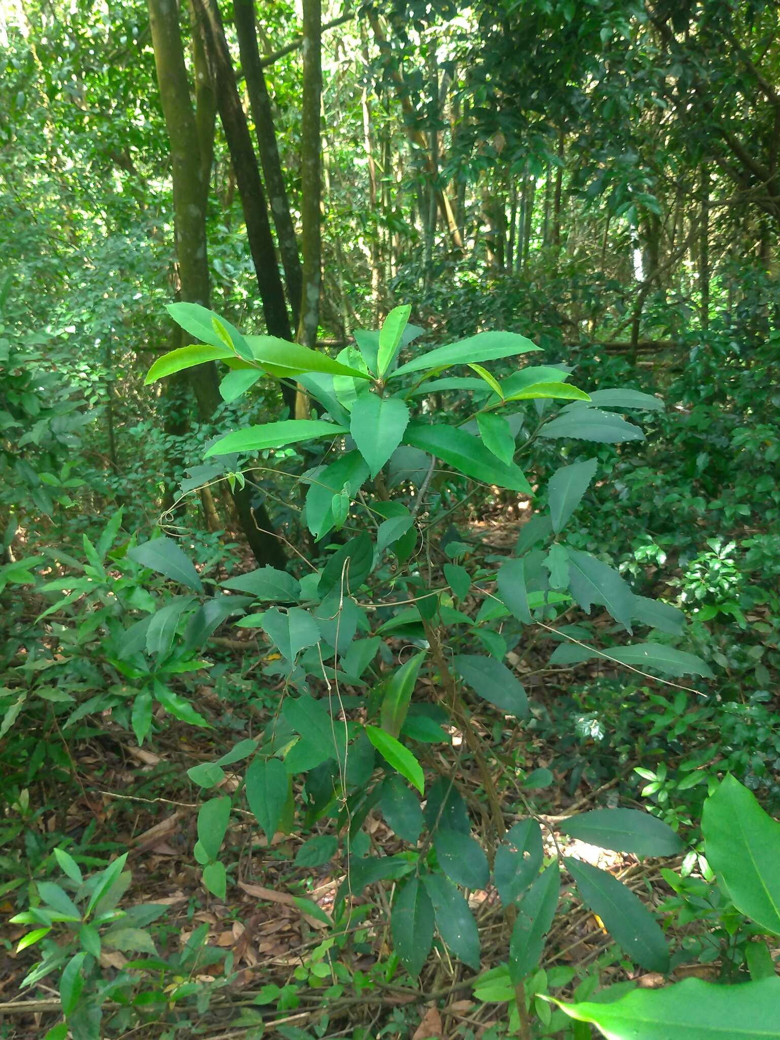 صورة Ardisia cornudentata Mez