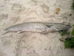 Image of Guinean barracuda