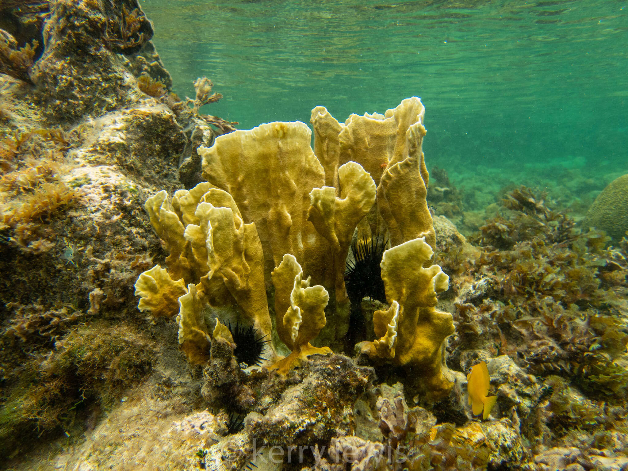 Image of Fire coral