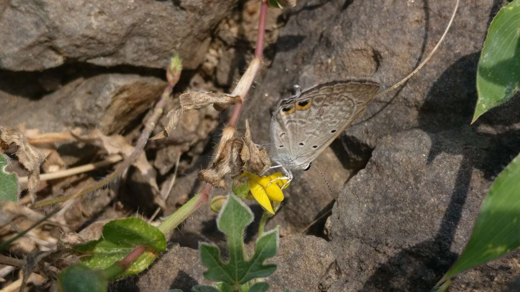 صورة Euchrysops cnejus (Fabricius 1798)