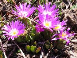 Image of Delosperma carolinense N. E. Br.