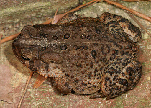 Image of American Toad