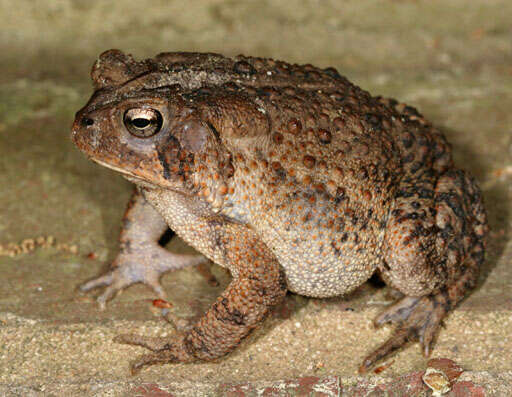 Image of American Toad