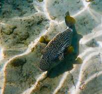 Image of Reticulated Blow Fish