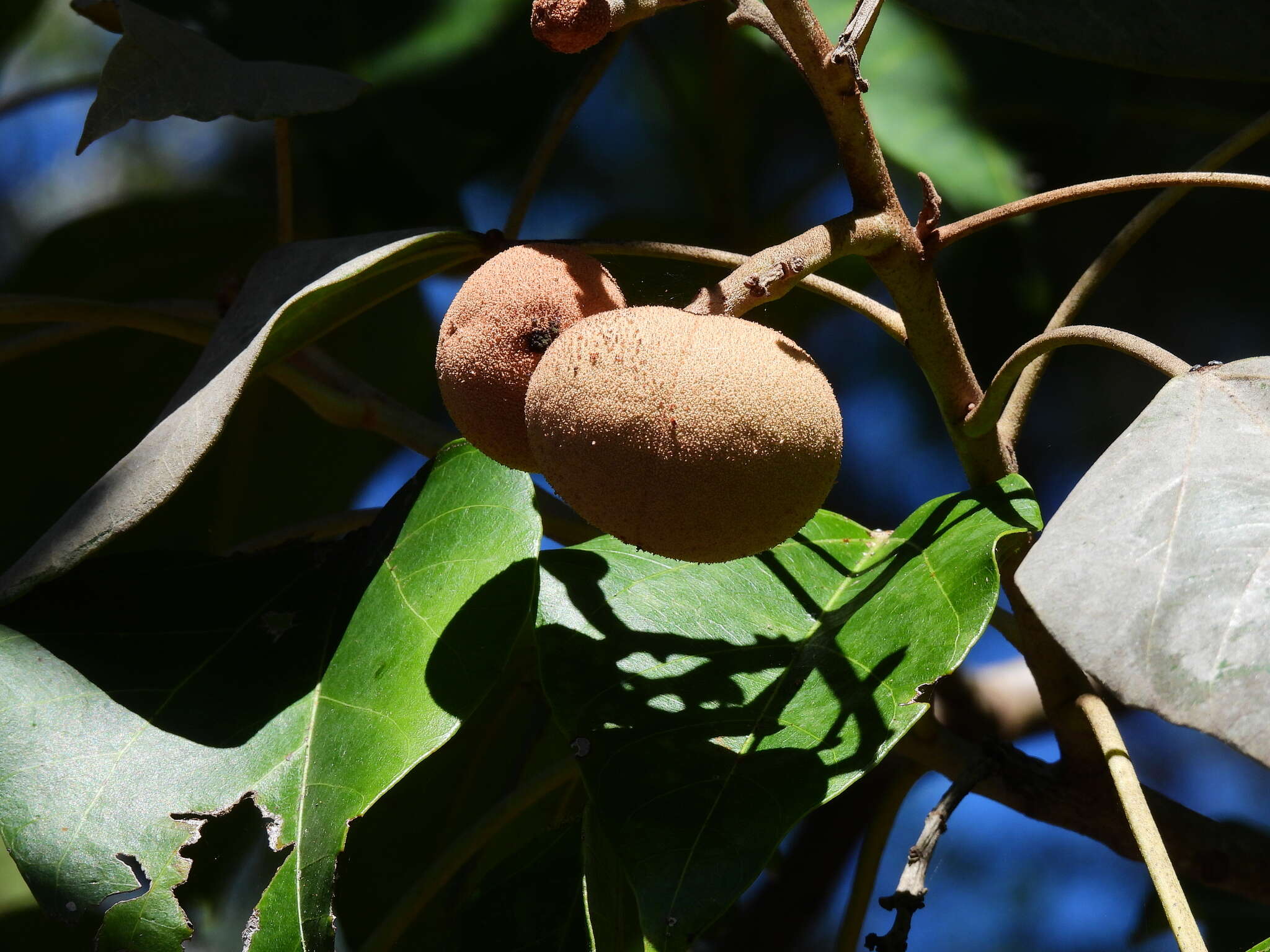 Image of Aleurites rockinghamensis (Baill.) P. I. Forst.