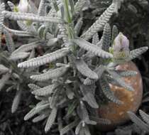 Image of French lavender