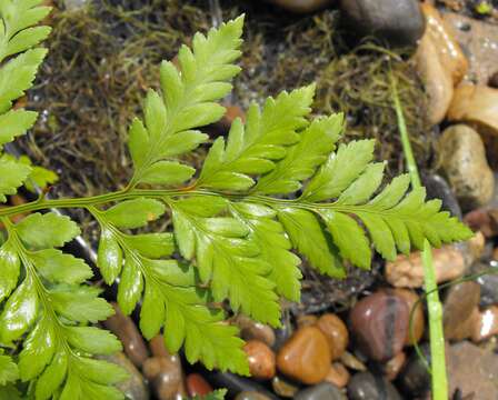 Image of iron fern