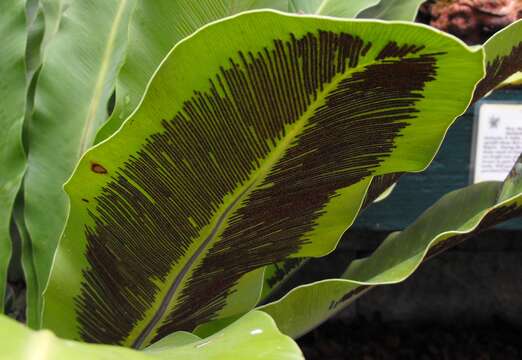 Image of Asplenium goudeyi