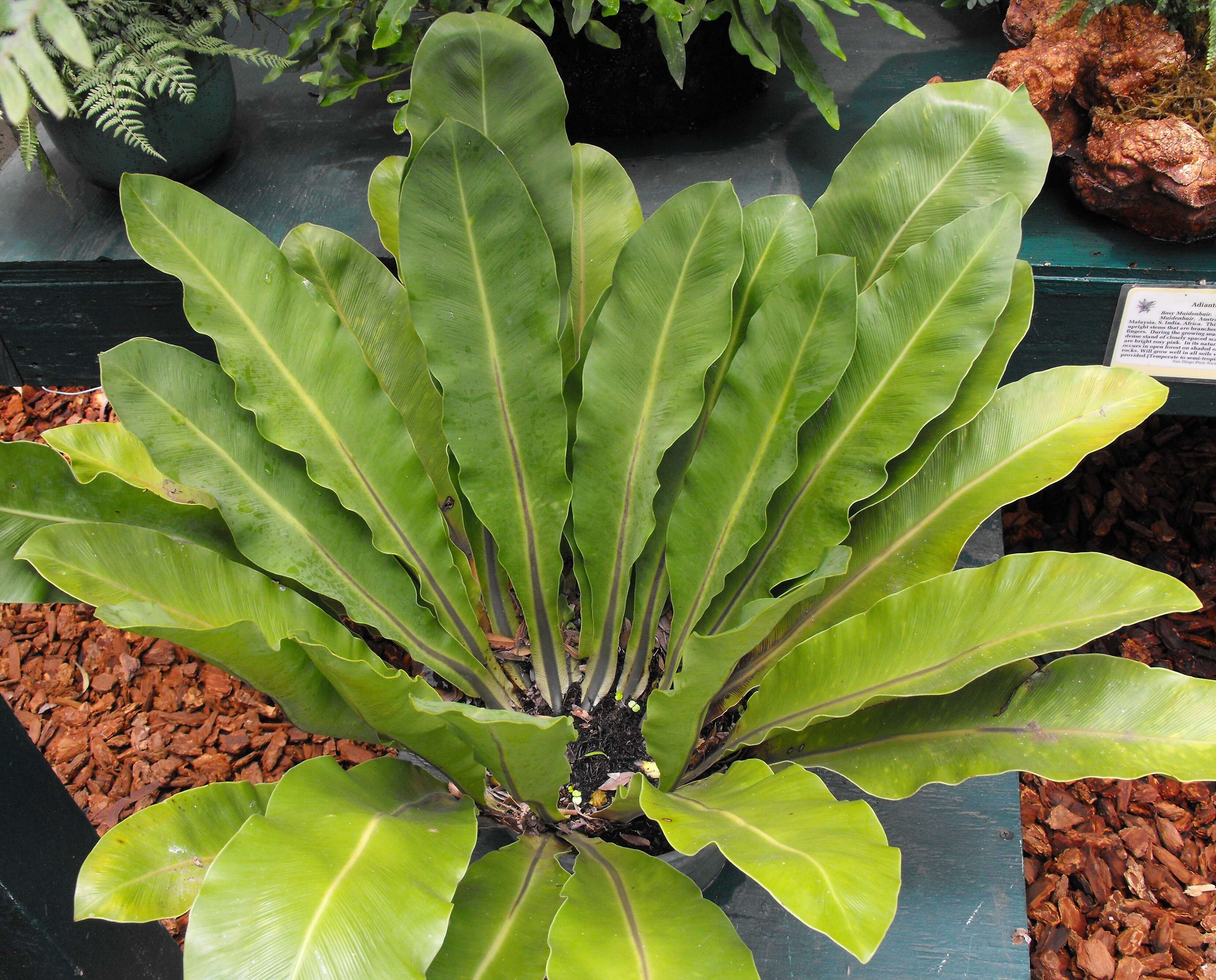 Image of Asplenium goudeyi