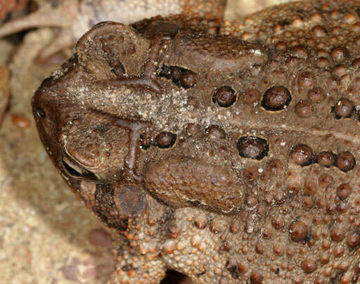 Image of American Toad