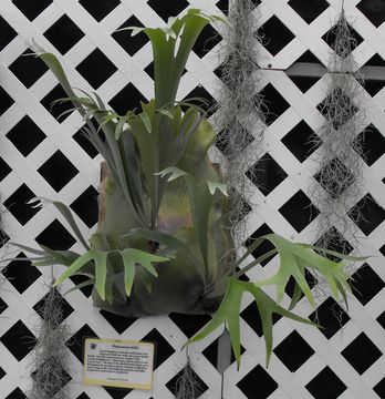 Image of <i>Platycerium hillii</i>
