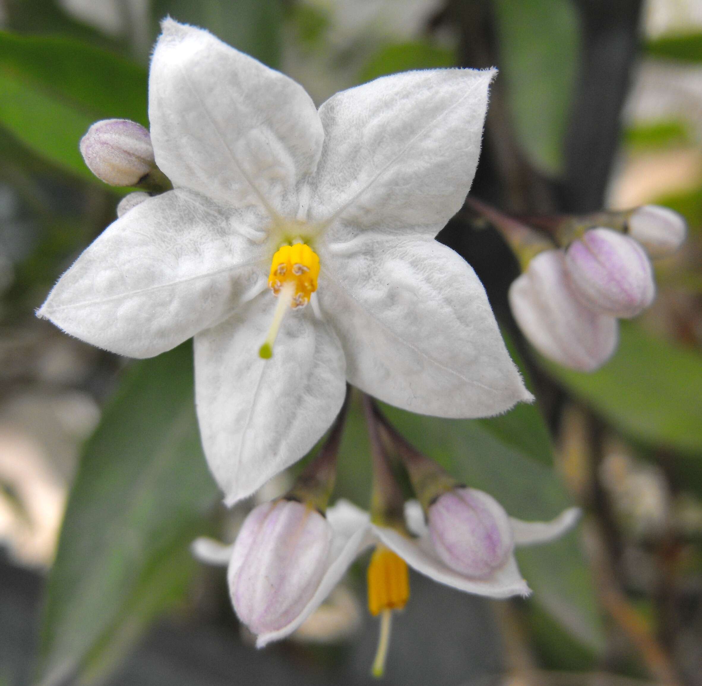 Image of jasmine nightshade