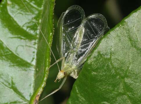 صورة Oecanthus alexanderi Walker & T. J. 2010