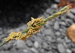 Слика од Festuca glauca Vill.