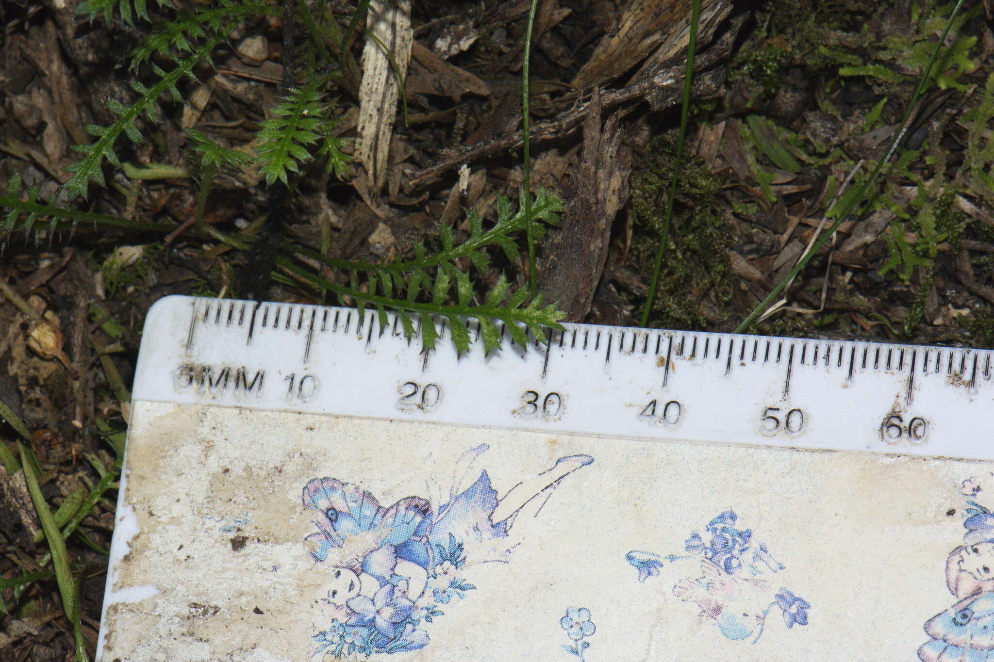 Image of Leptinella pusilla Hook. fil.