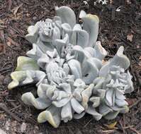 Image of Echeveria runyonii Rose