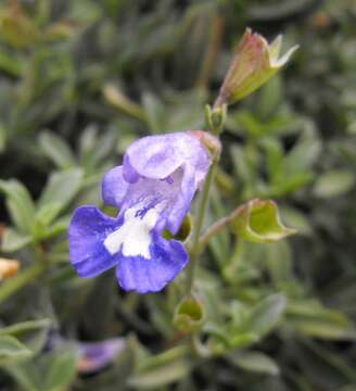 Image de Salvia muirii L. Bolus