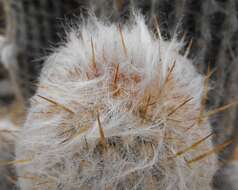 Image of Cotton Ball Cactus