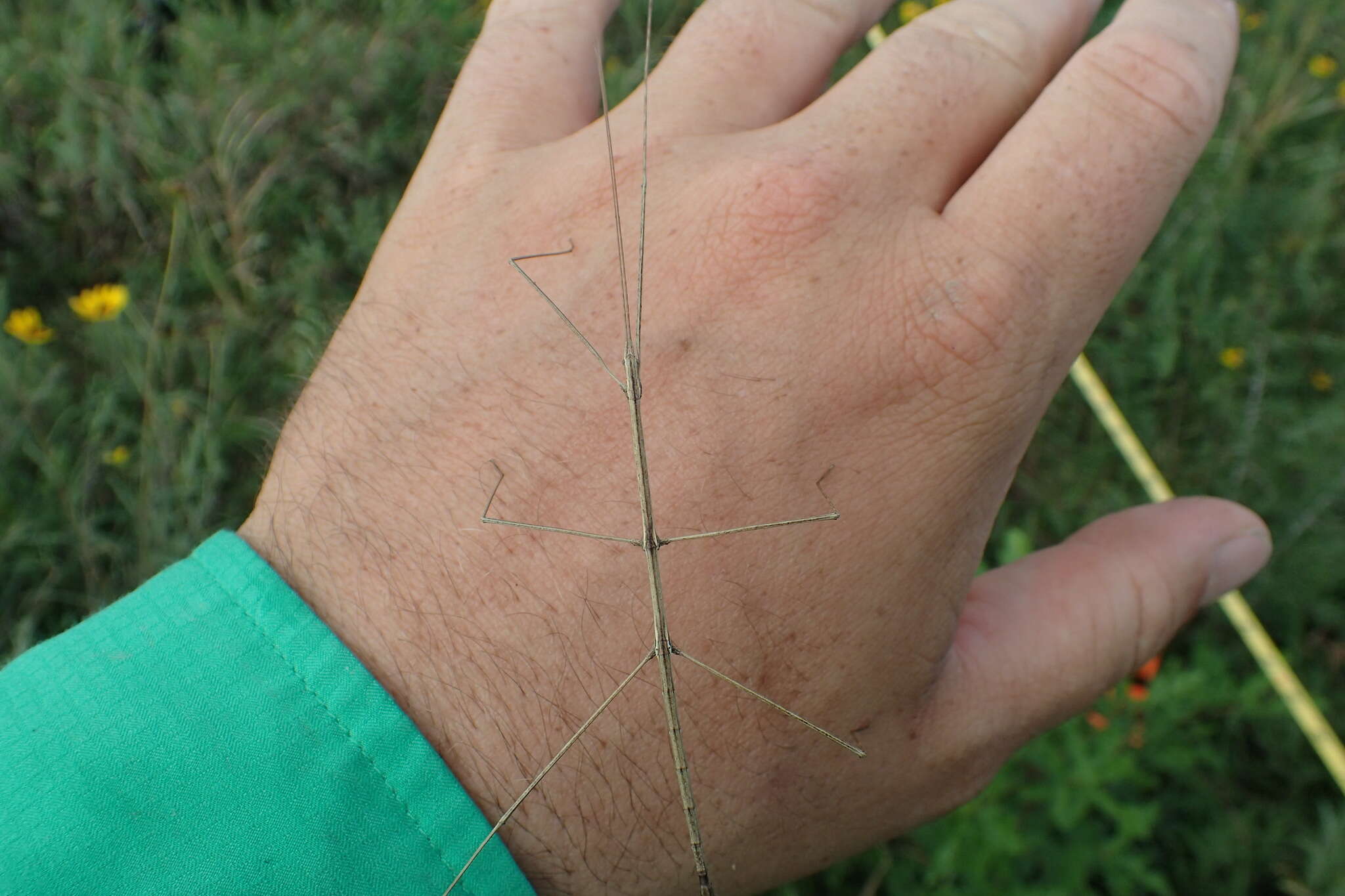 Image of Pseudosermyle strigata (Scudder & S. H. 1900)