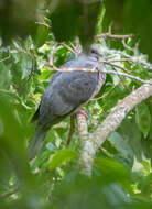 Image of Ring-tailed Pigeon