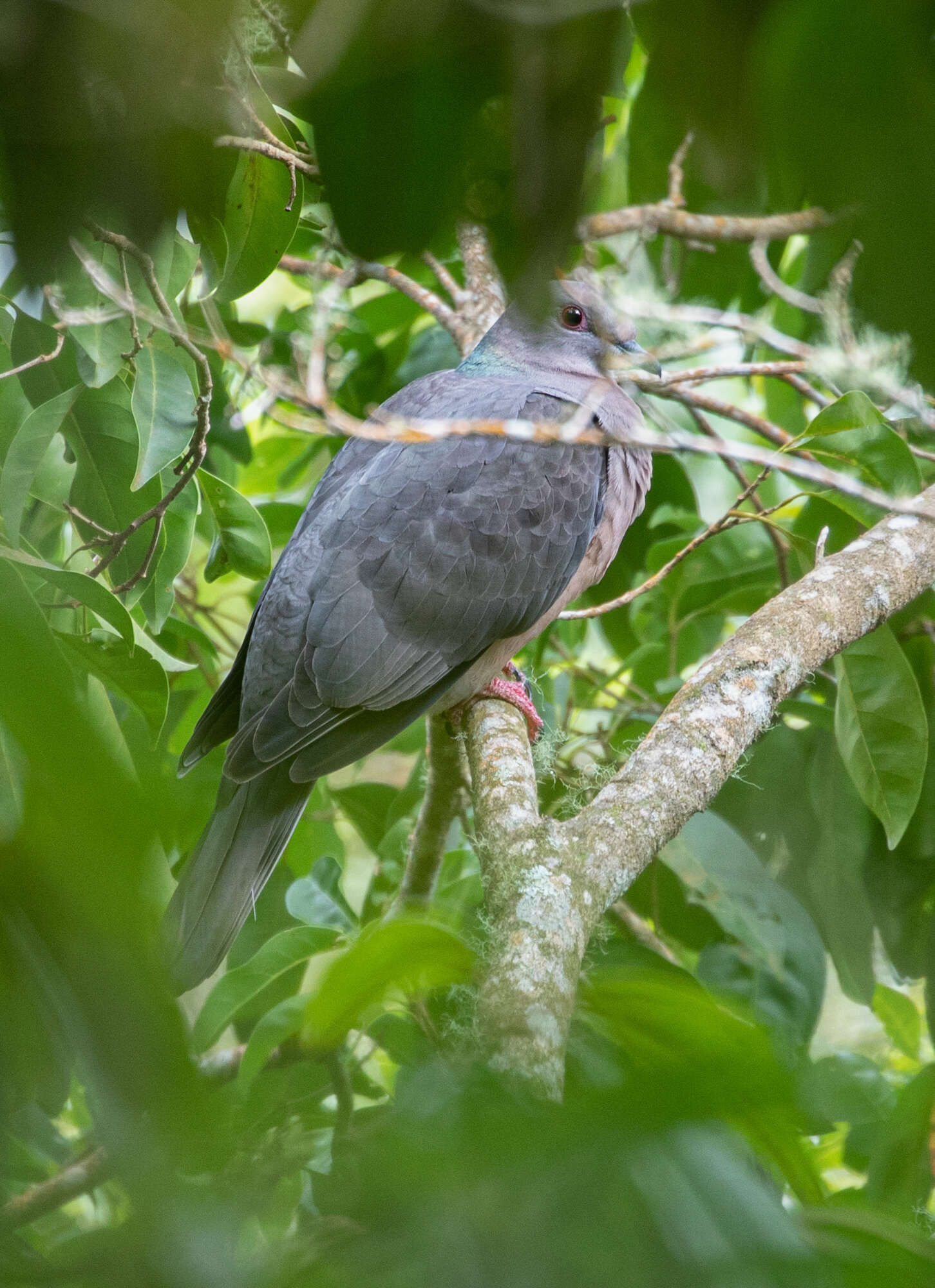 Image of Ring-tailed Pigeon