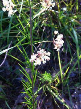 Image of whorled milkweed