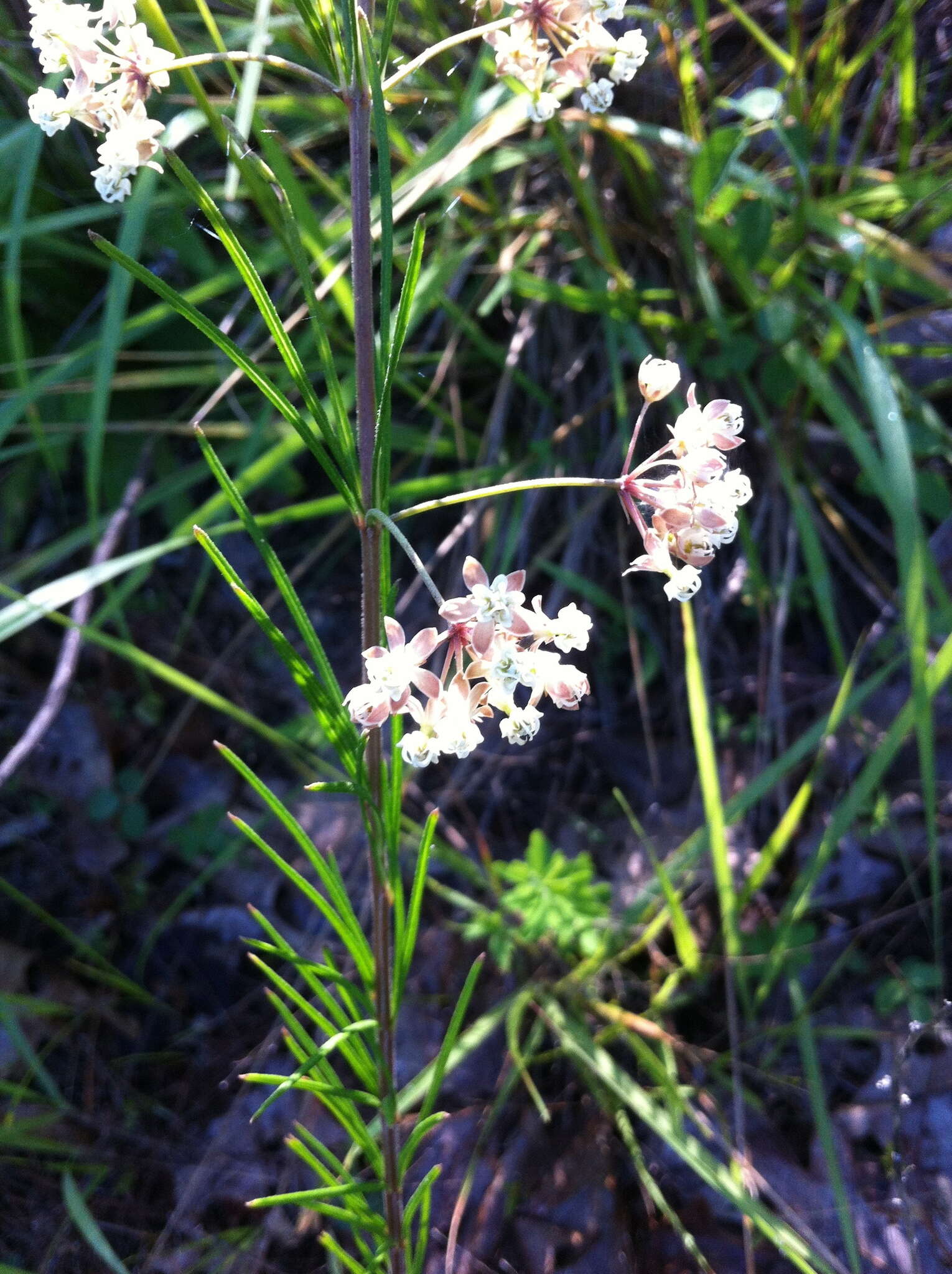 Image of whorled milkweed