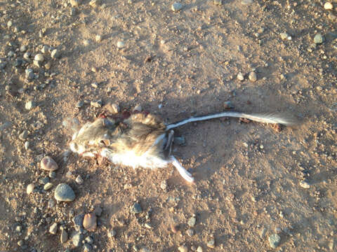 Image of Ord's Kangaroo Rat