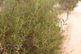 Imagem de Acacia sclerophylla var. sclerophylla