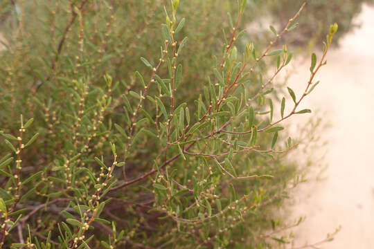 Image of Acacia sclerophylla var. sclerophylla