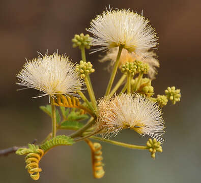 Imagem de Albizia amara (Roxb.) B. Boivin