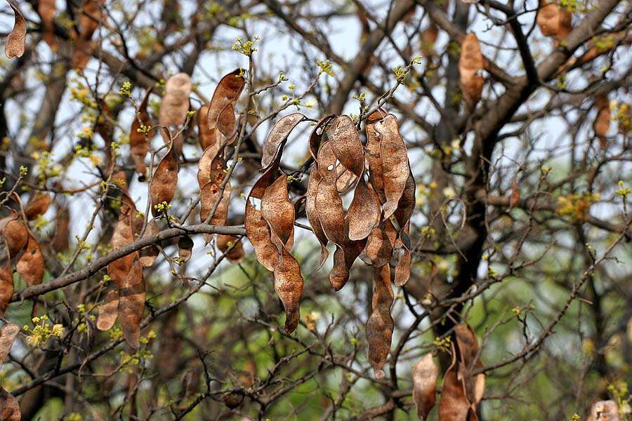 Image of Albizia amara (Roxb.) B. Boivin