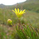 Image de Euryops lasiocladus (DC.) B. Nord.