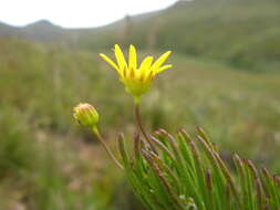 Euryops lasiocladus (DC.) B. Nord. resmi