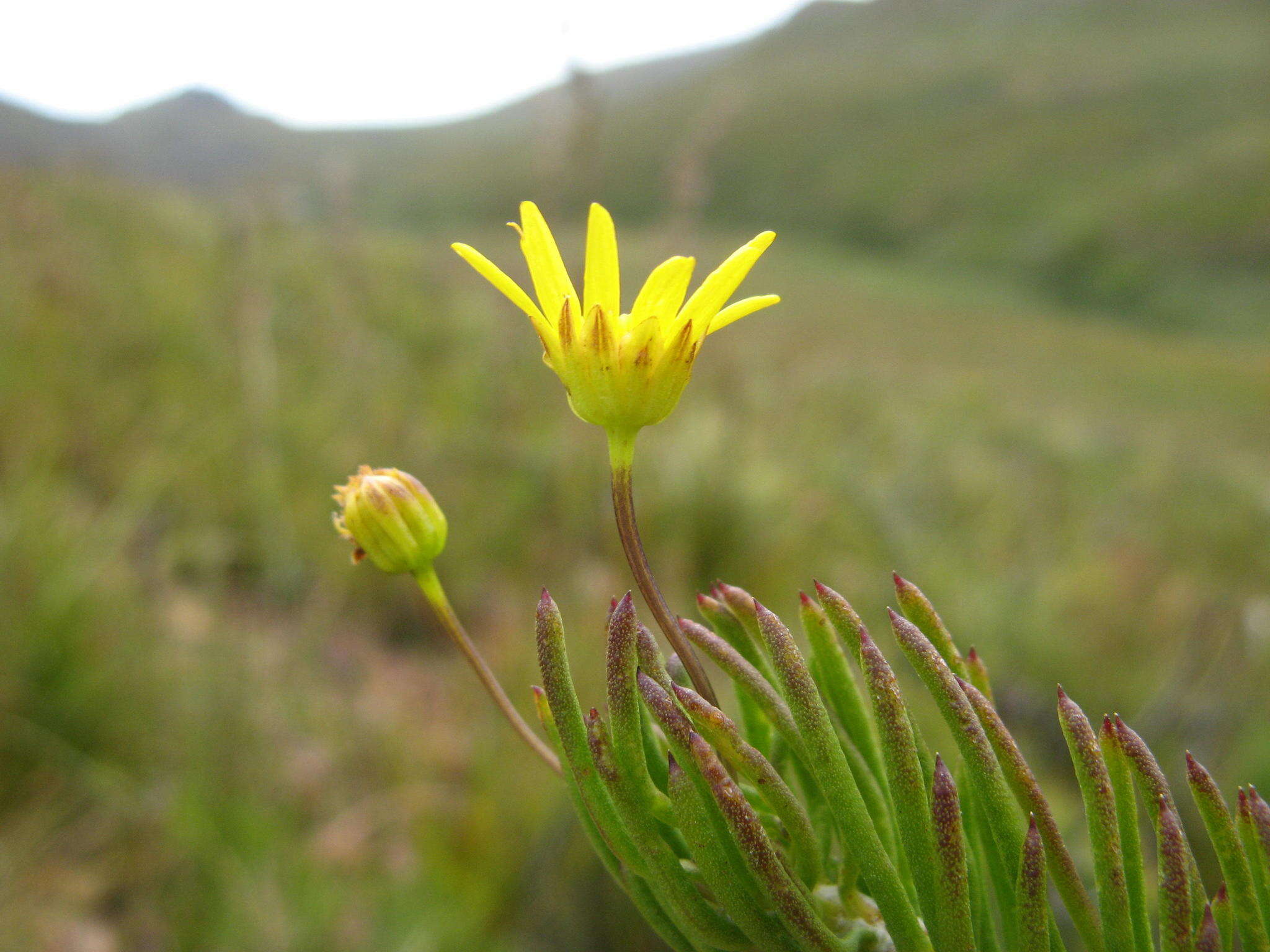 Euryops lasiocladus (DC.) B. Nord. resmi