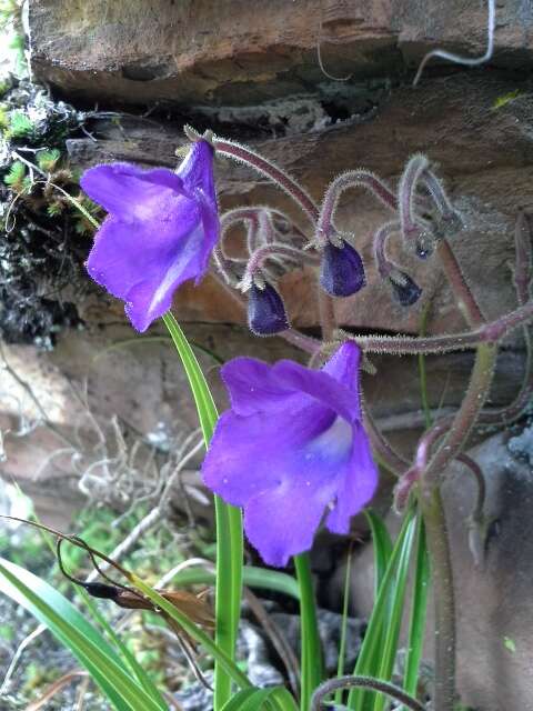 Sivun Streptocarpus galpinii Hook. fil. kuva