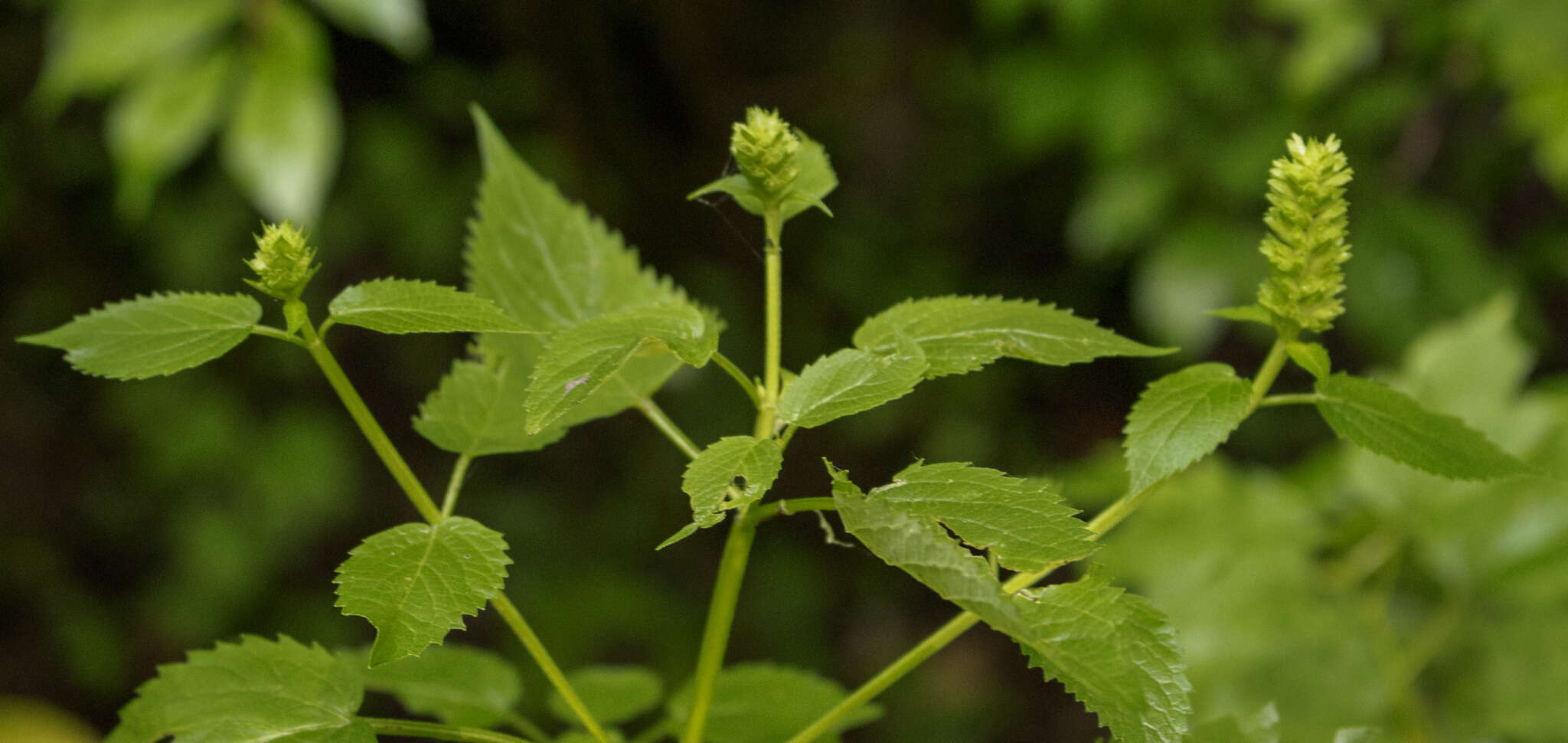 Image of Yellow Giant Hyssop