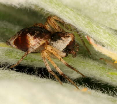 Image of Oxyopes variabilis L. Koch 1878